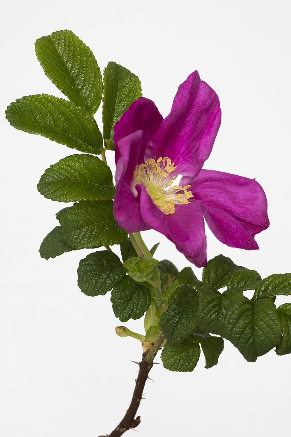 Rosier sauvage, Les Roses Pierre-Joseph Redoutéedouté